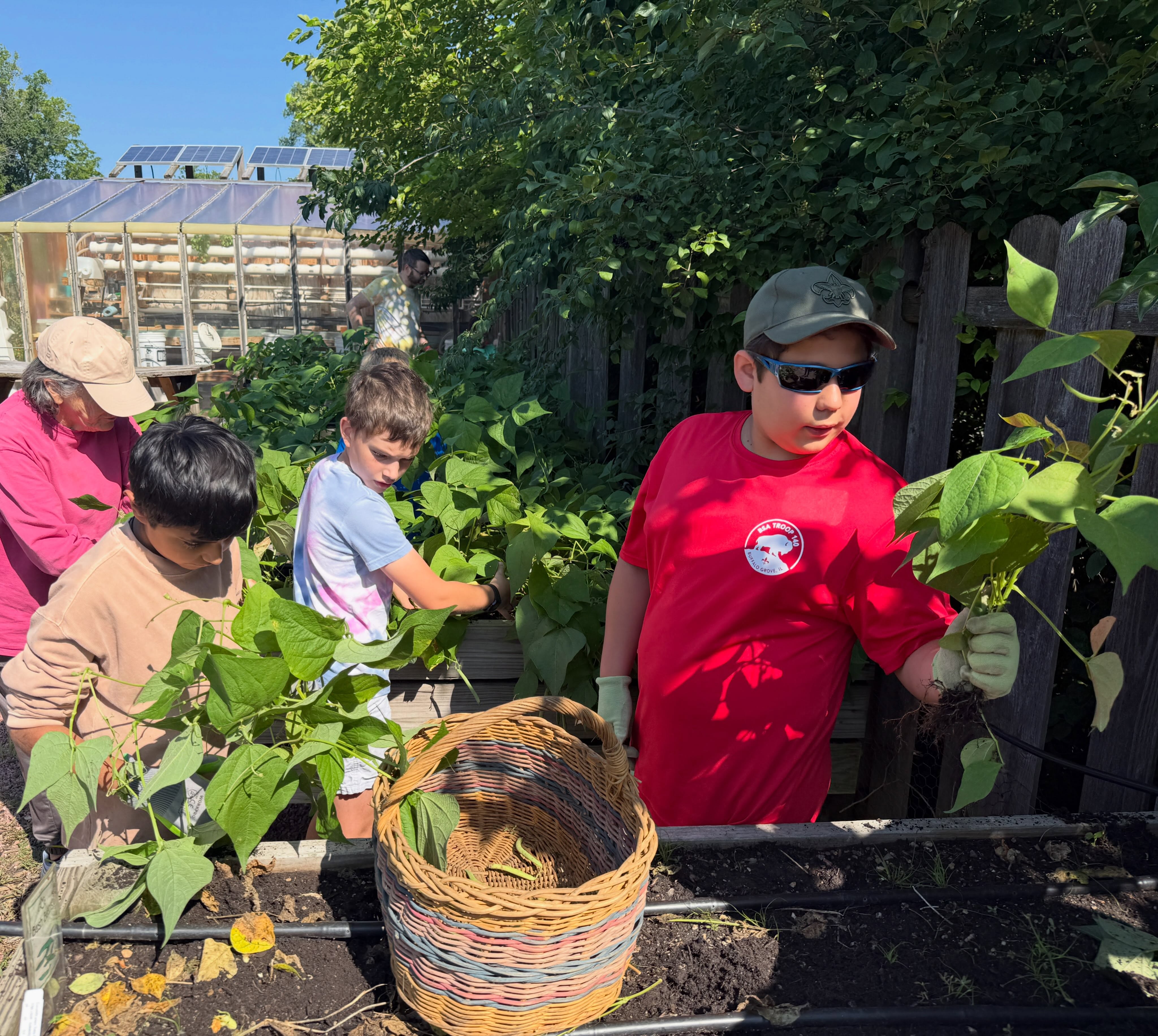 Glencoe Scouts picked green beans and radishes, weeded paths and tallied food for donation at @glencoecommunitygarden